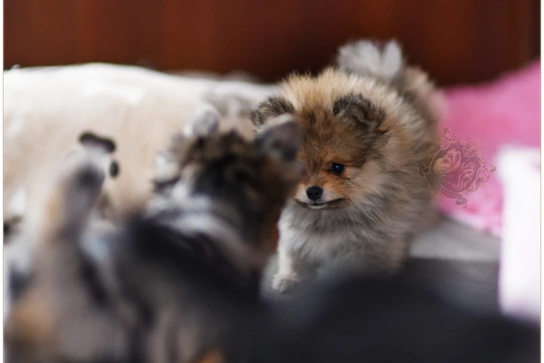 Pomeranian