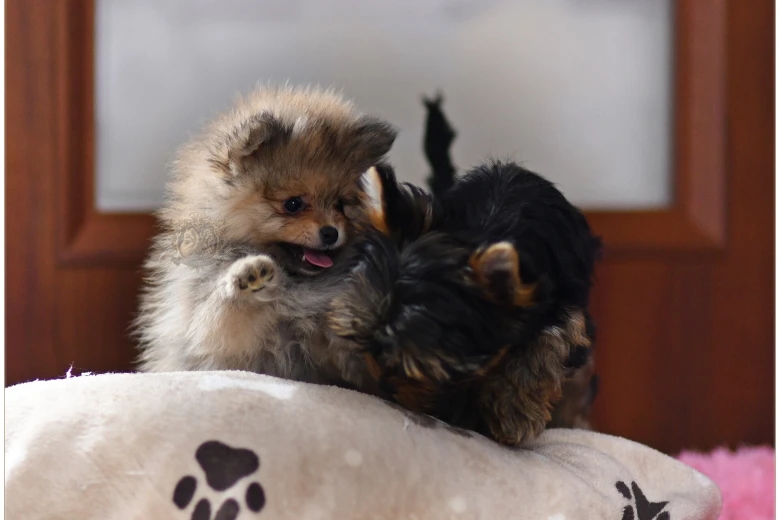 Pomeranian