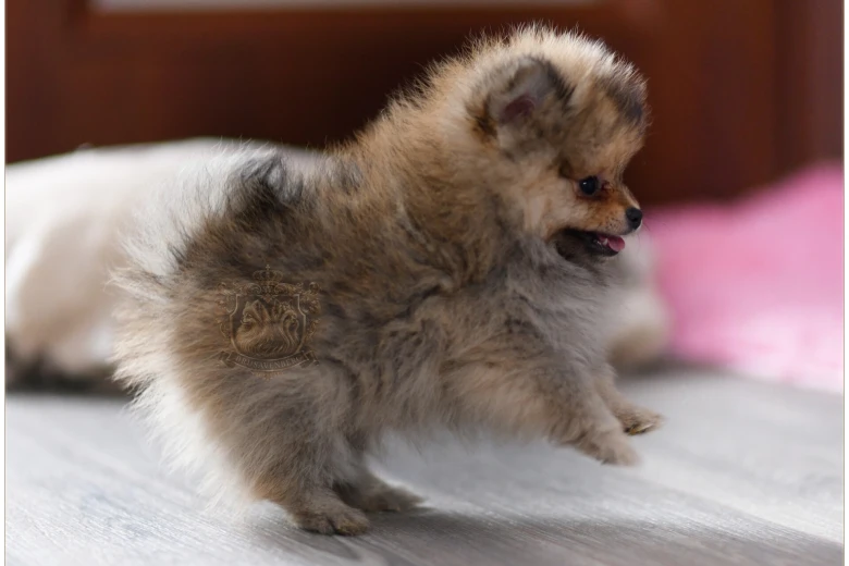 Pomeranian