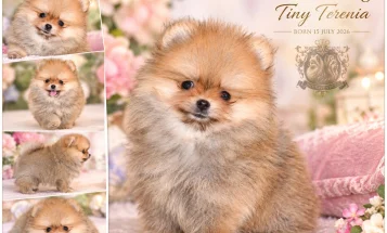 Pomeranian