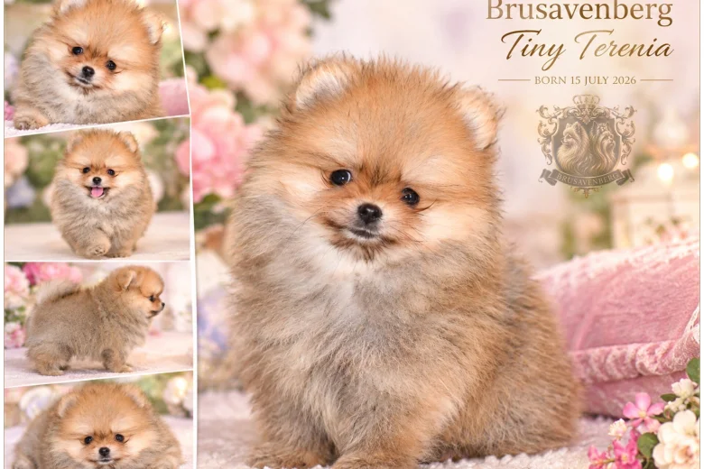 Pomeranian