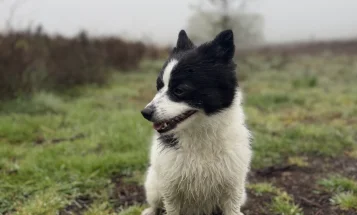 Pomeranian