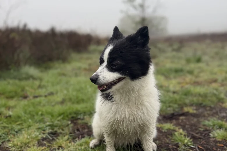 Pomeranian