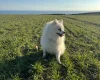 Pomeranian
