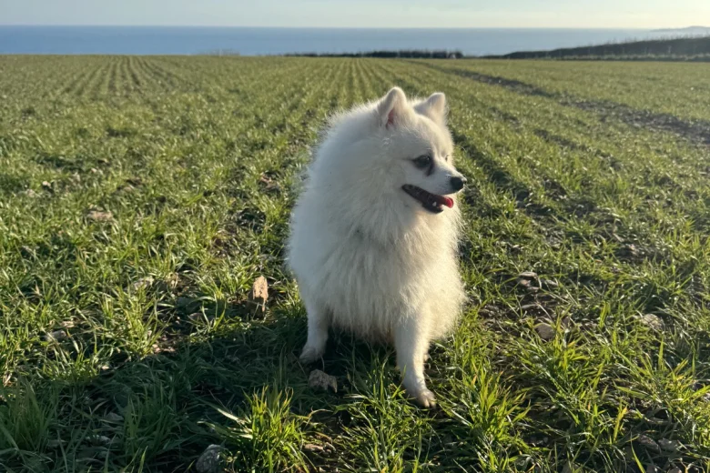 Pomeranian