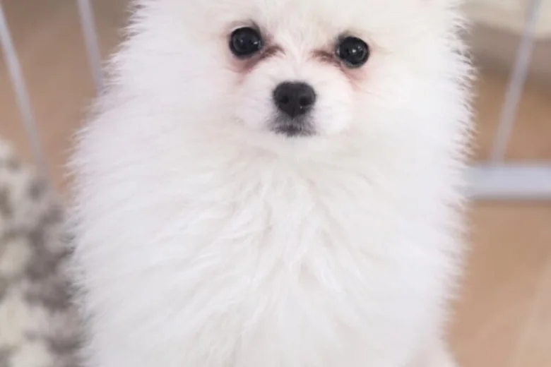 Pomeranian