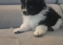 Bruce