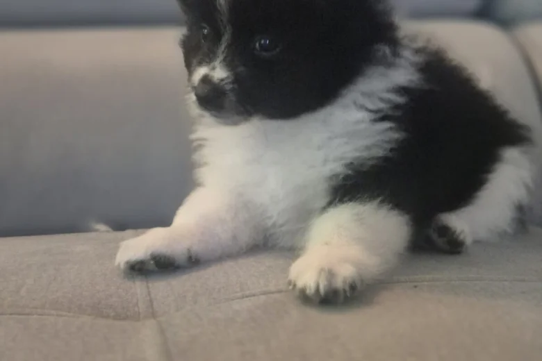 Pomeranian