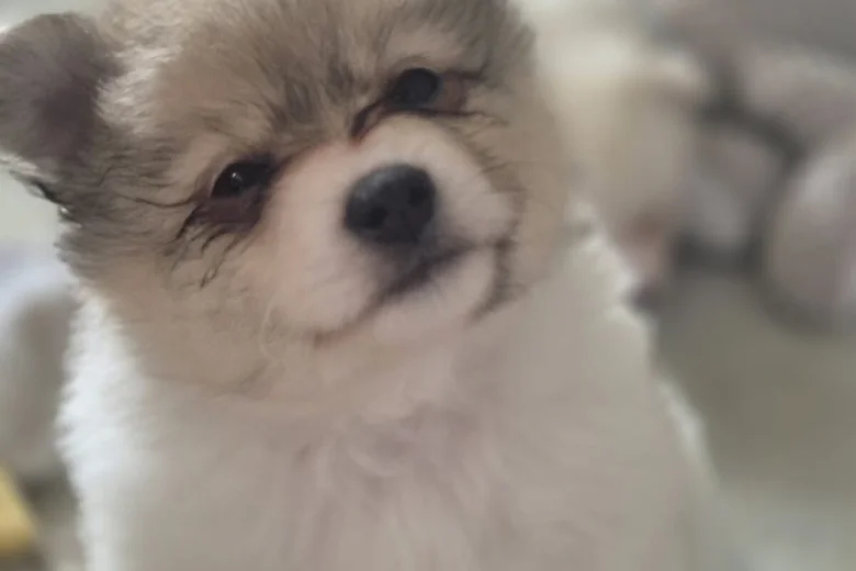 Pomeranian