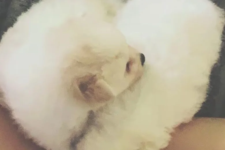 Pomeranian