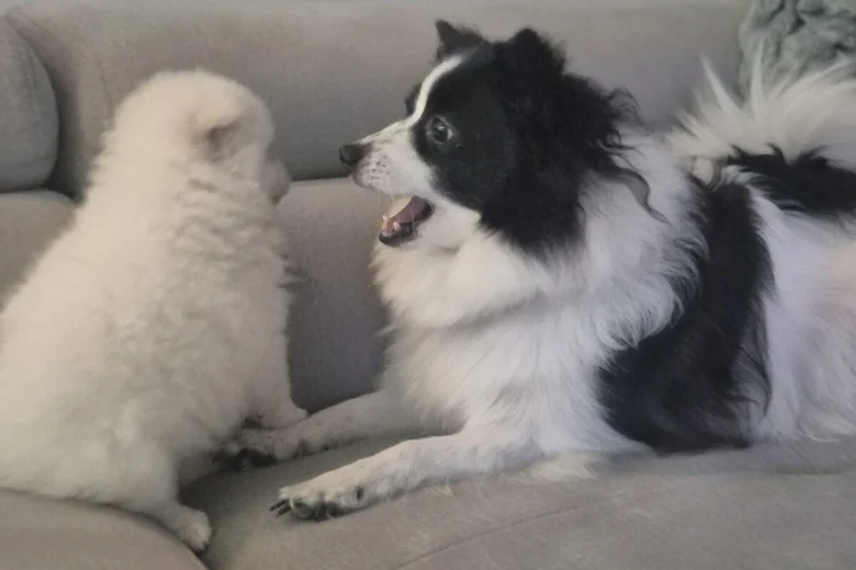 Pomeranian