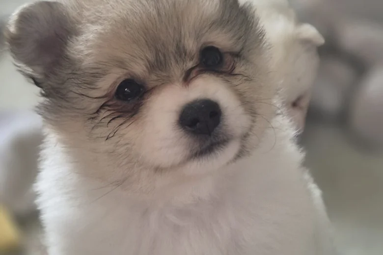 Pomeranian