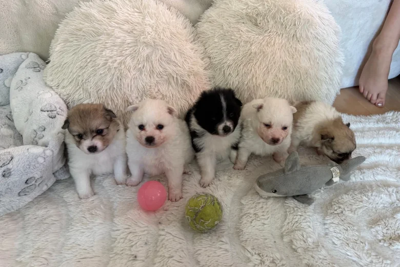 Pomeranian
