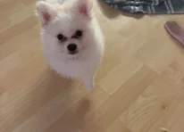 Casper