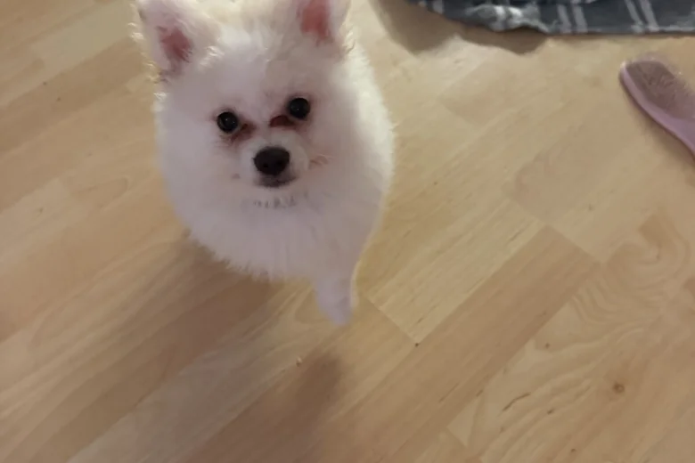Pomeranian