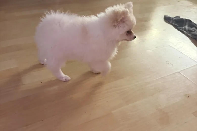Pomeranian