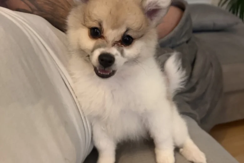 Pomeranian