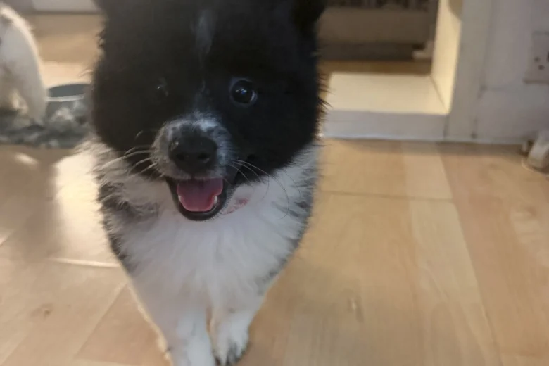 Pomeranian