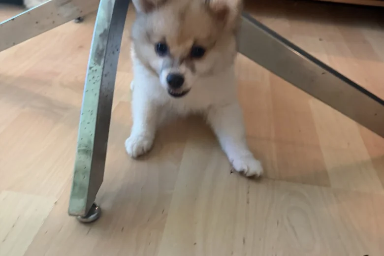 Pomeranian