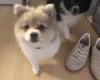 Pomeranian