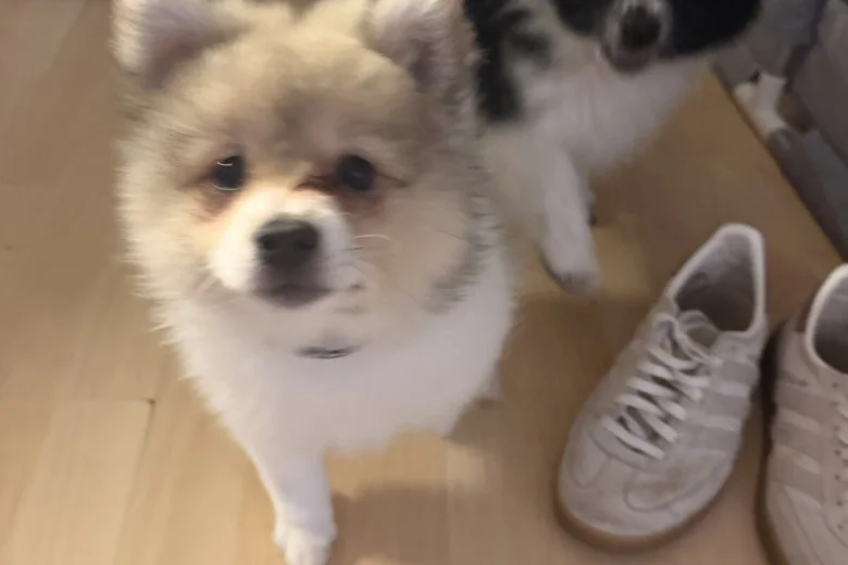 Pomeranian