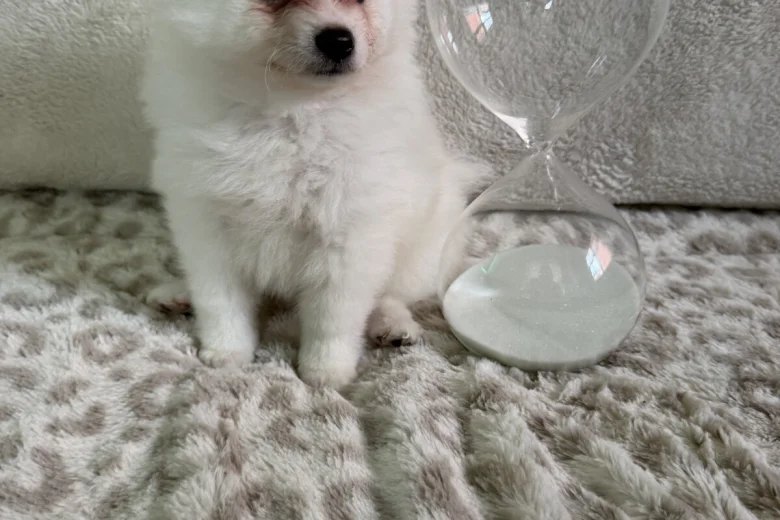 Pomeranian