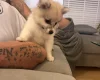 Pomeranian