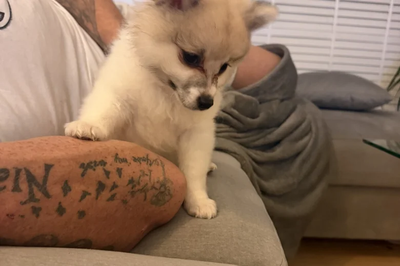 Pomeranian