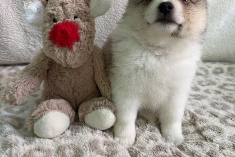 Pomeranian