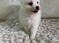 Cooper
