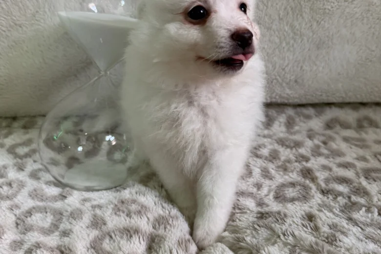 Pomeranian