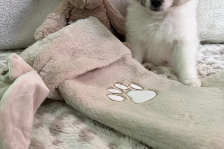 Pomeranian