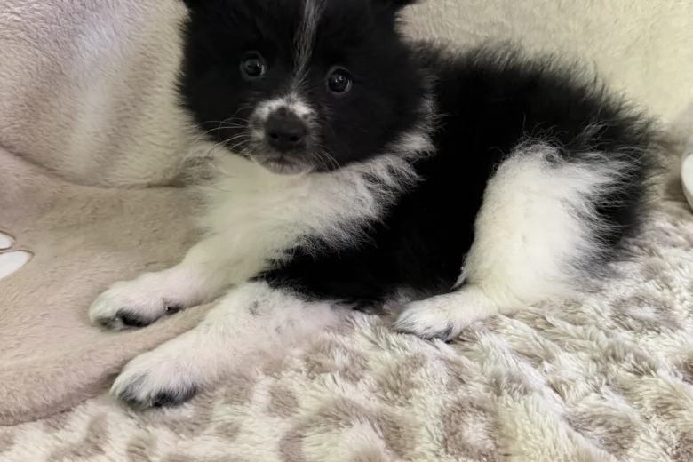 Pomeranian
