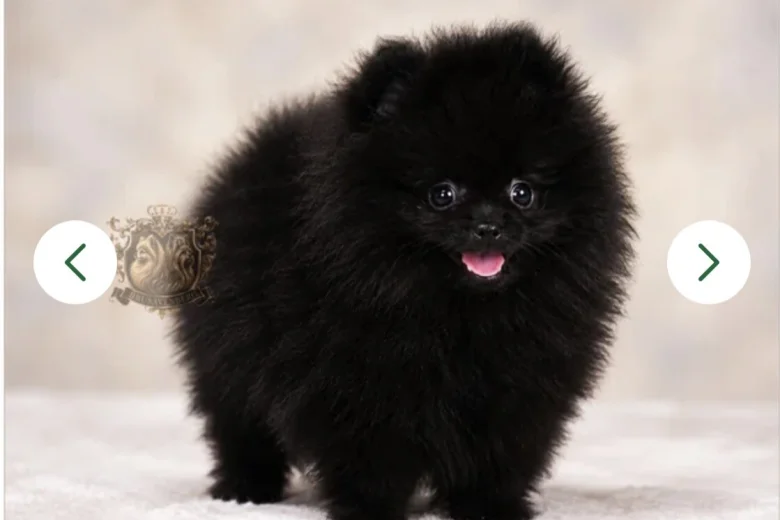 Pomeranian
