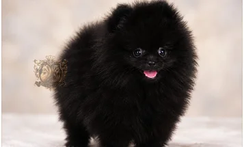 Pomeranian
