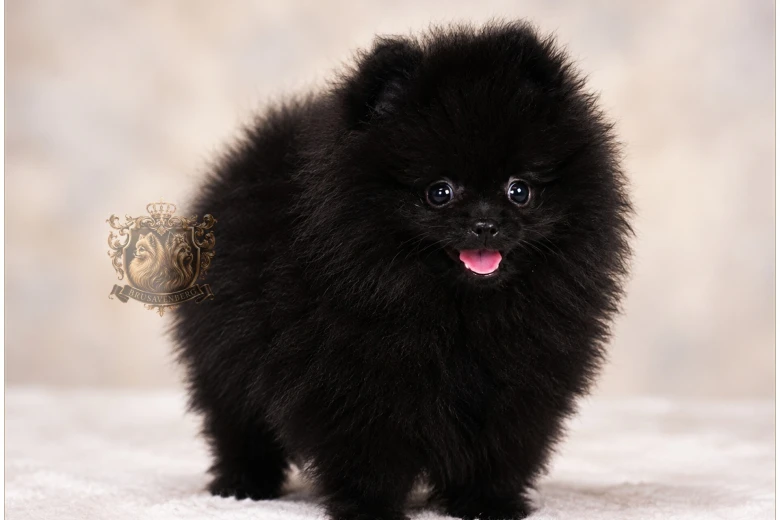 Pomeranian