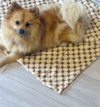 Teddy