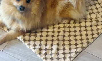 Pomeranian
