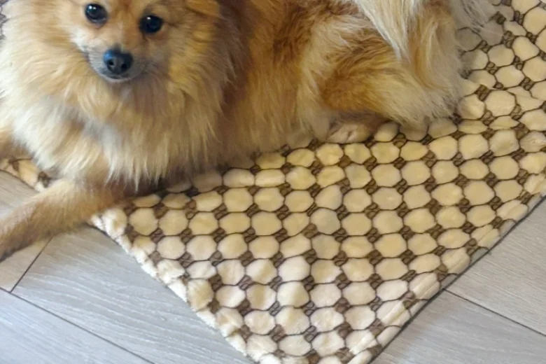 Pomeranian