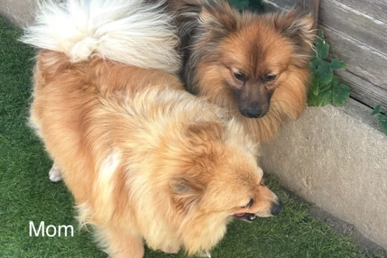 Pomeranian