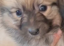 Puppy 2