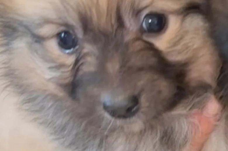 Pomeranian