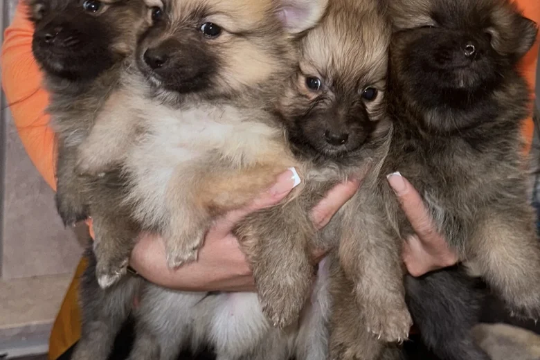 Pomeranian