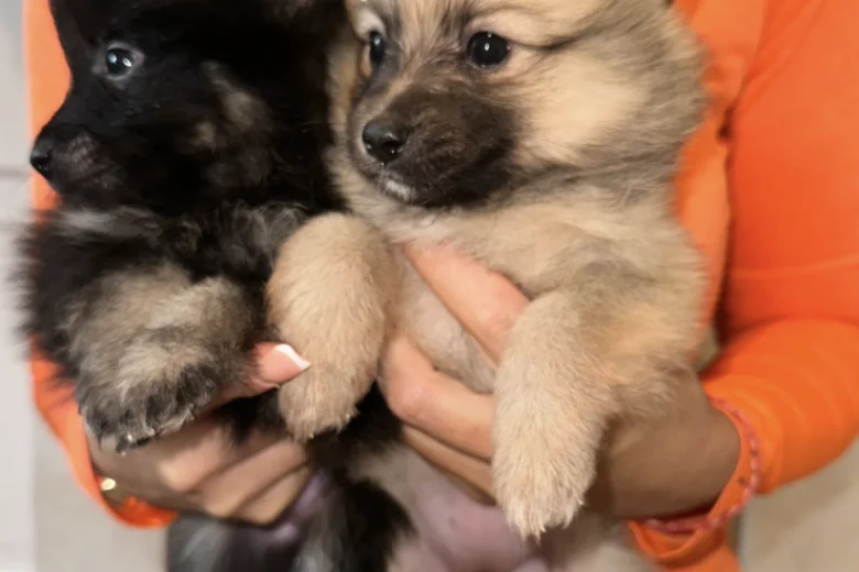 Pomeranian