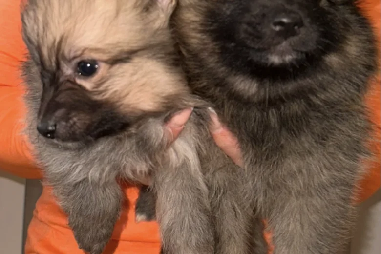 Pomeranian