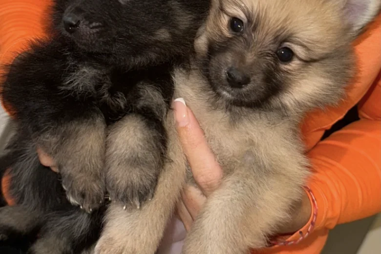 Pomeranian