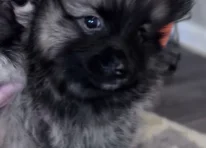 Puppy 1