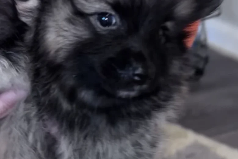 Pomeranian