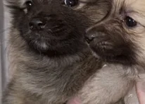 Puppy 5