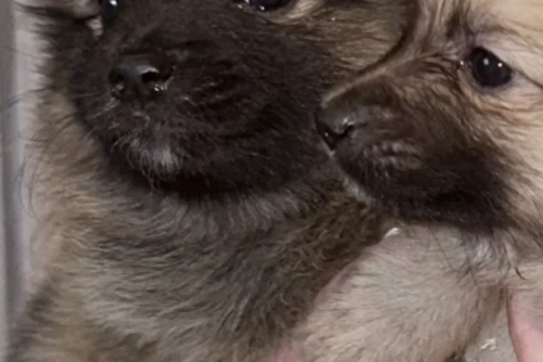 Pomeranian